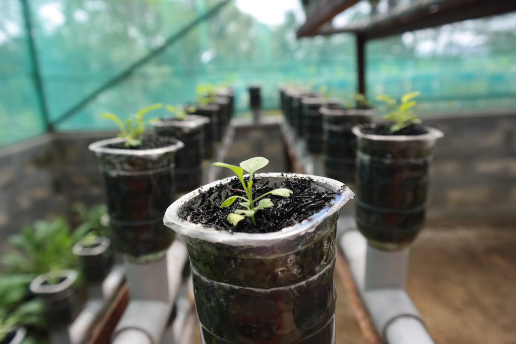 baby growing plant