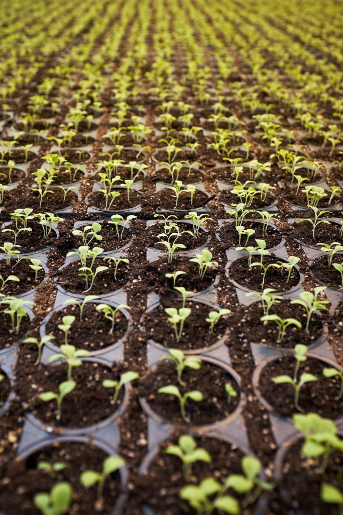 baby plant pots lined up