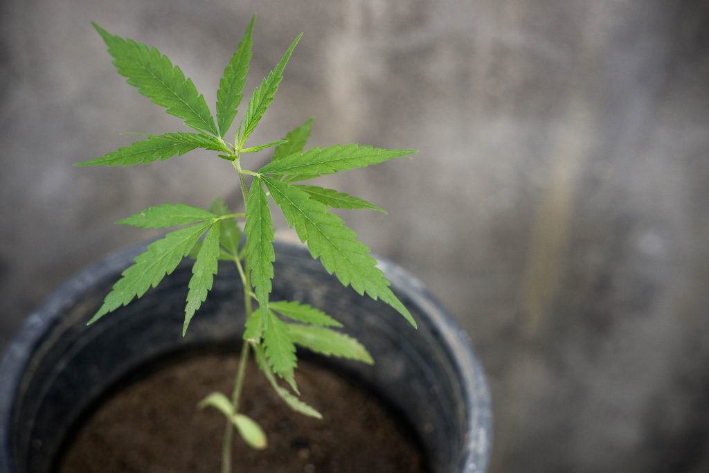 baby weed plant