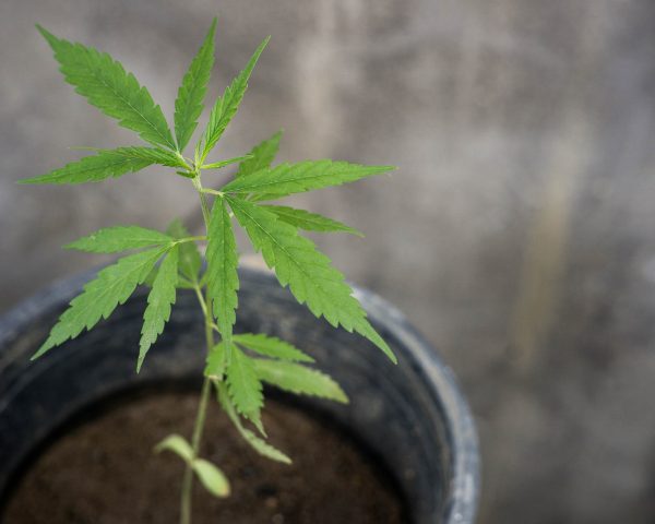 baby weed plant