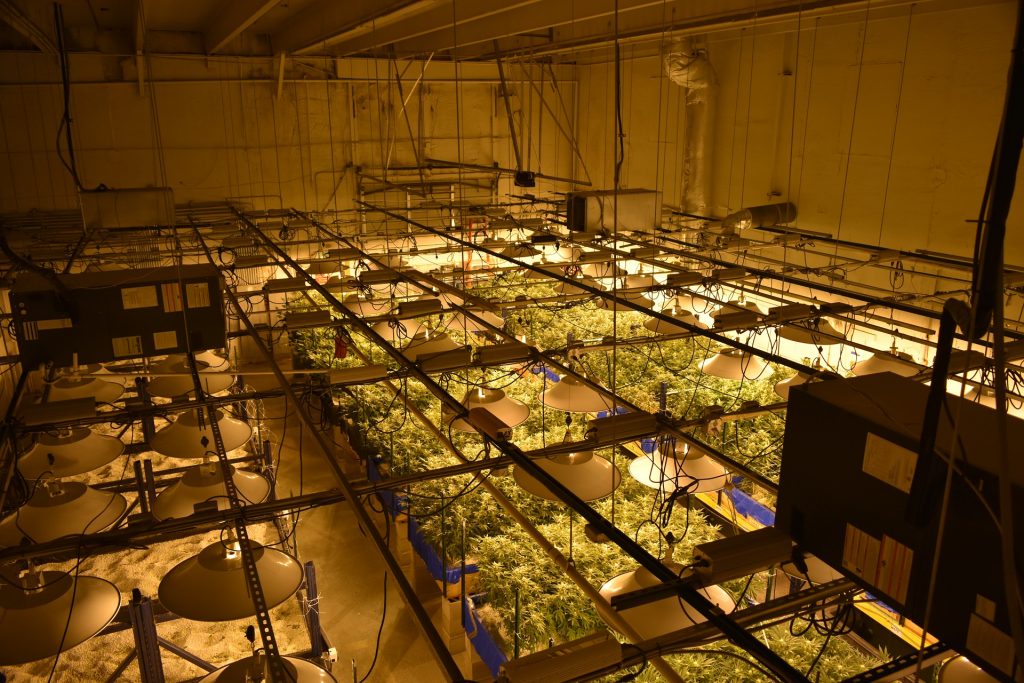 large cannabis-farm