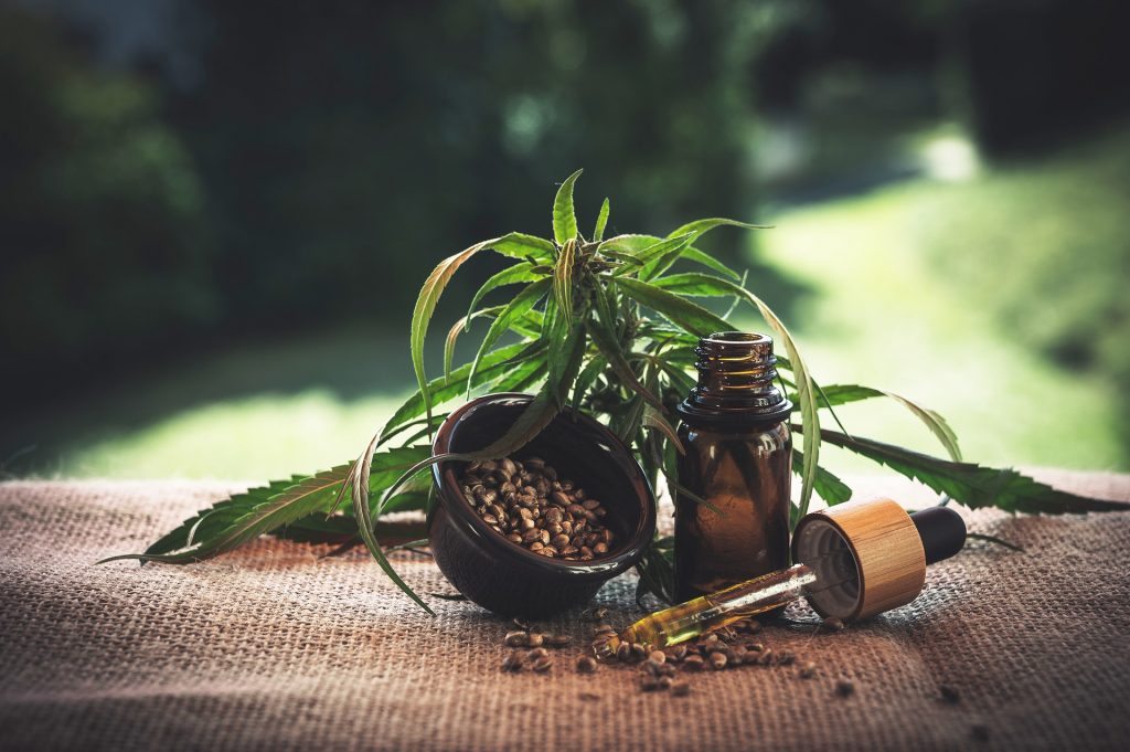 cannabis leaves with oil pot