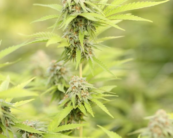 cannabis plant