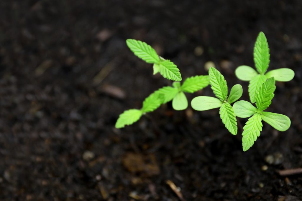 cannabis seedling