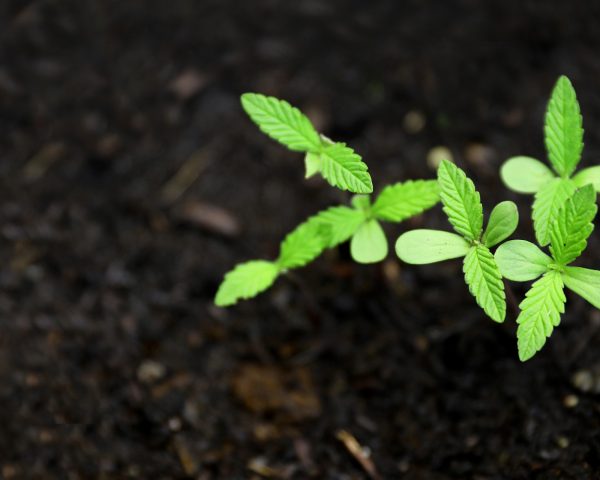 cannabis seedling