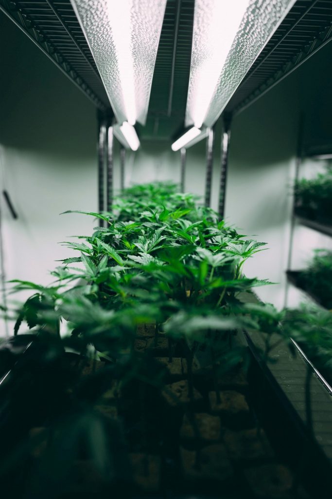 cannabis vertical gardening