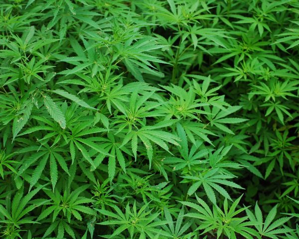 foliage