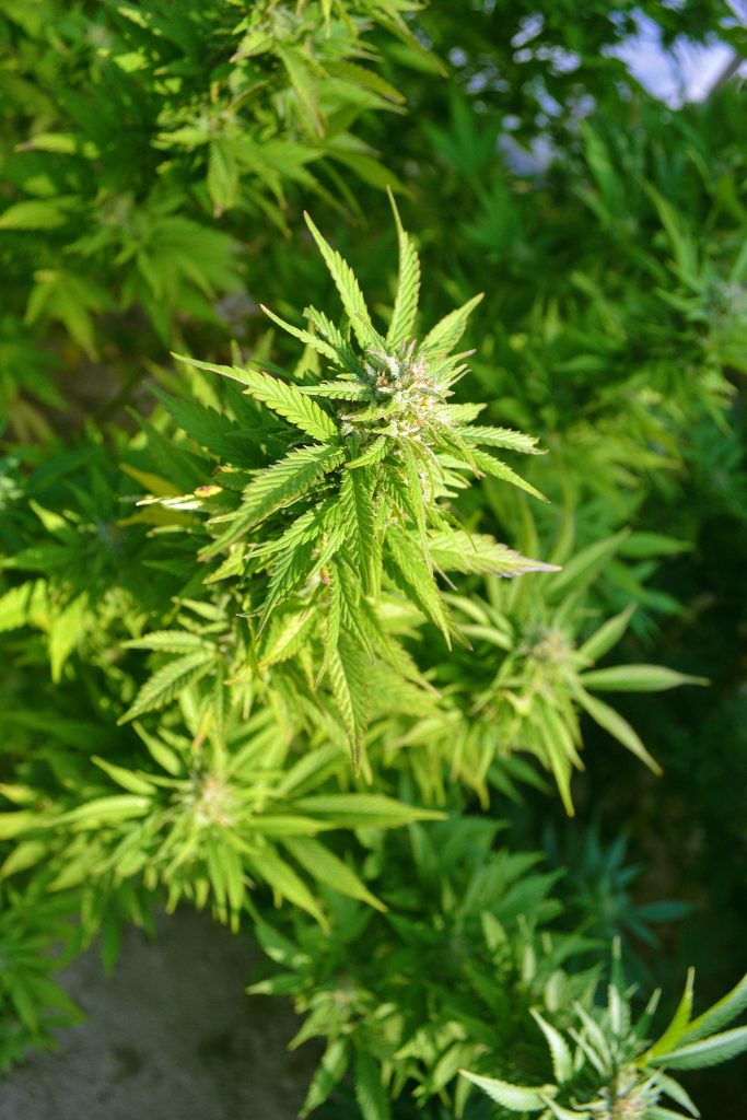 hemp grass