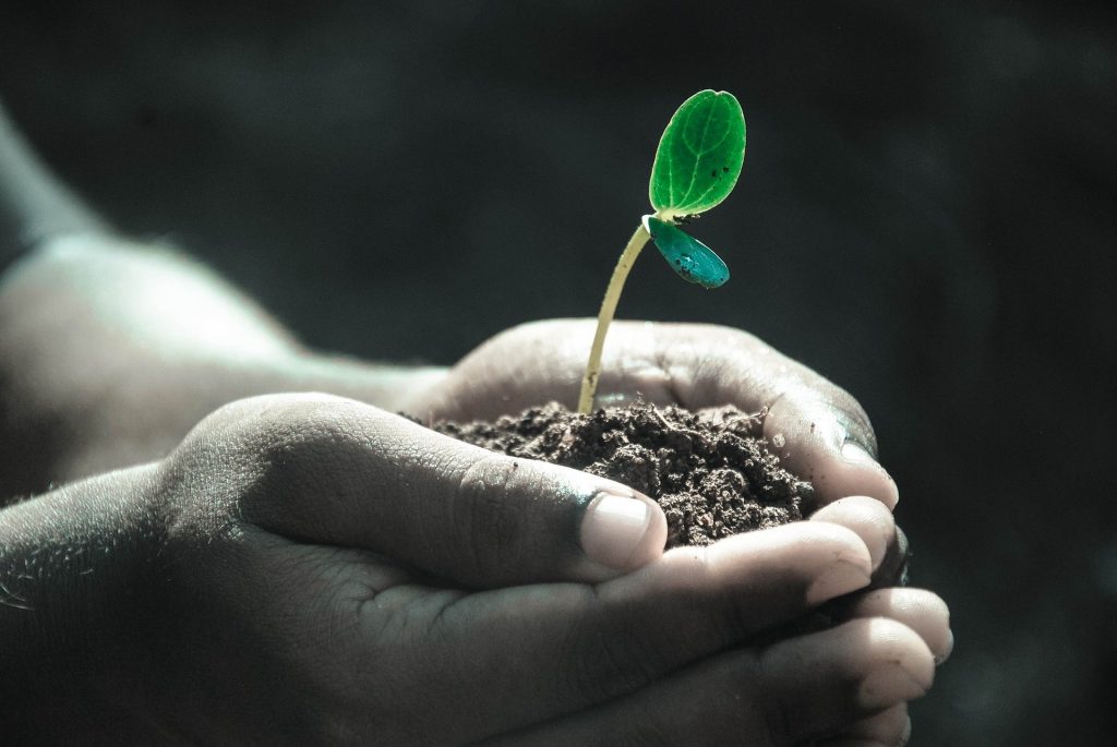 holding a tiny seedling