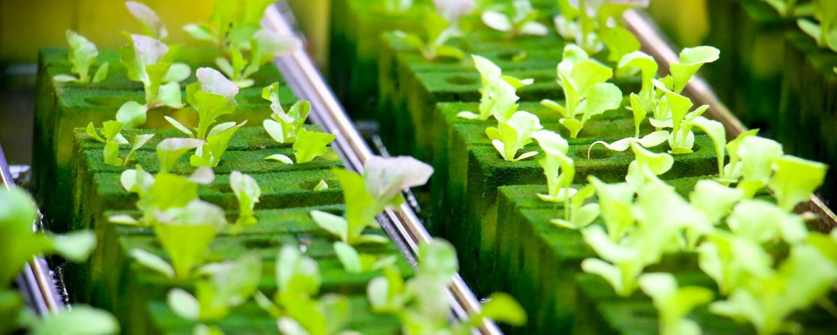hydroponic baby plants hydroponic baby plants