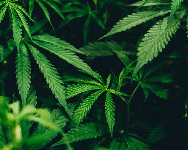 marijuana leaves
