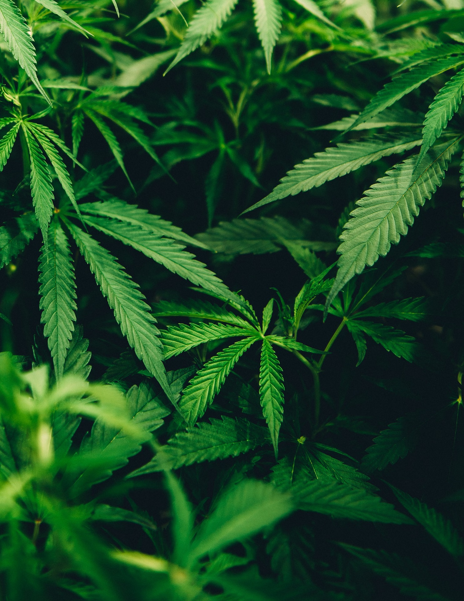 marijuana leaves