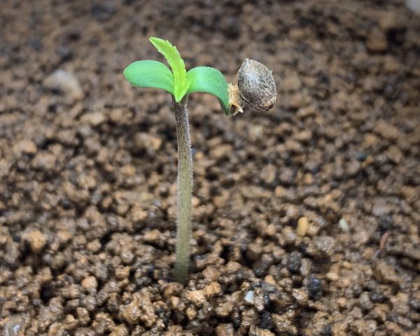 plant just growing