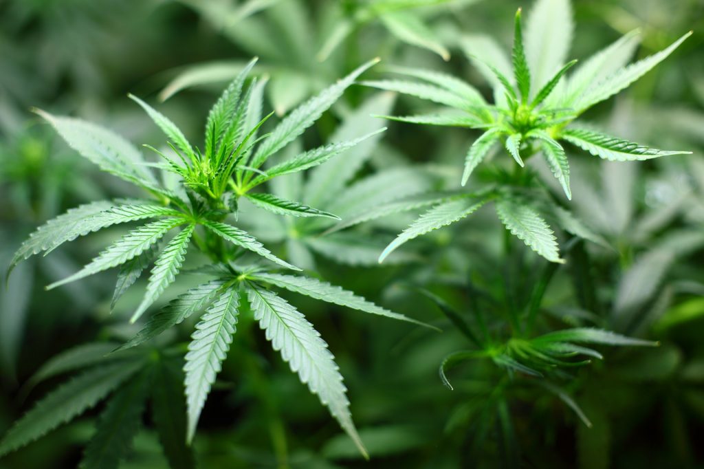 seedling-weed
