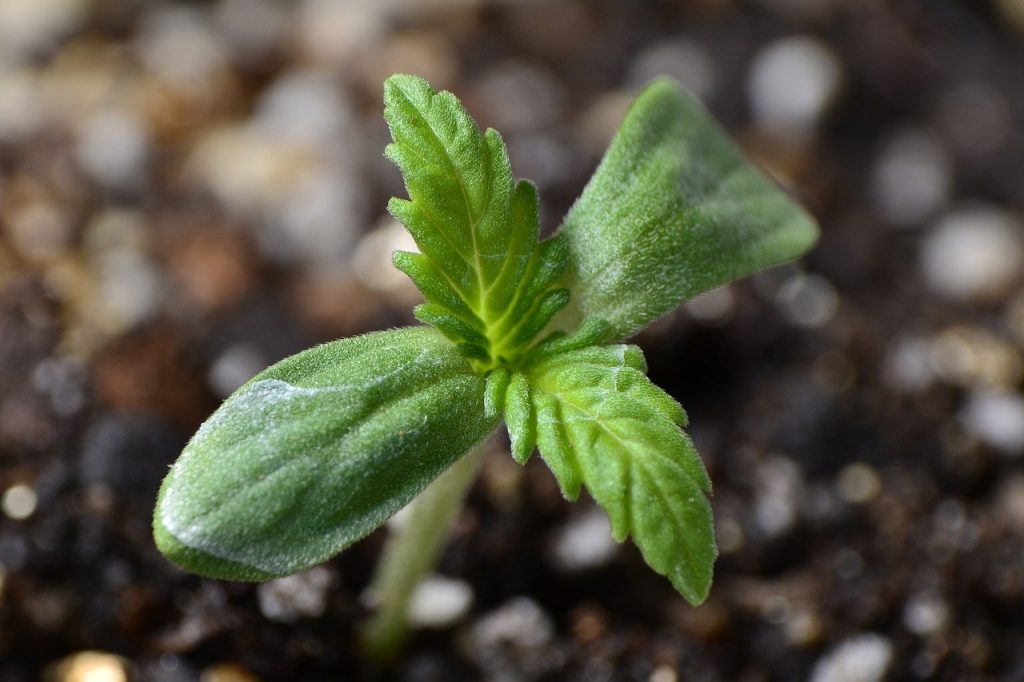 young plant just sprouting