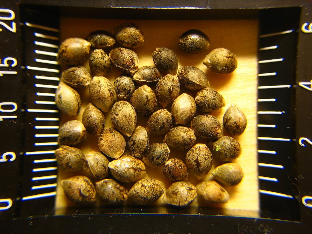 hemseeds