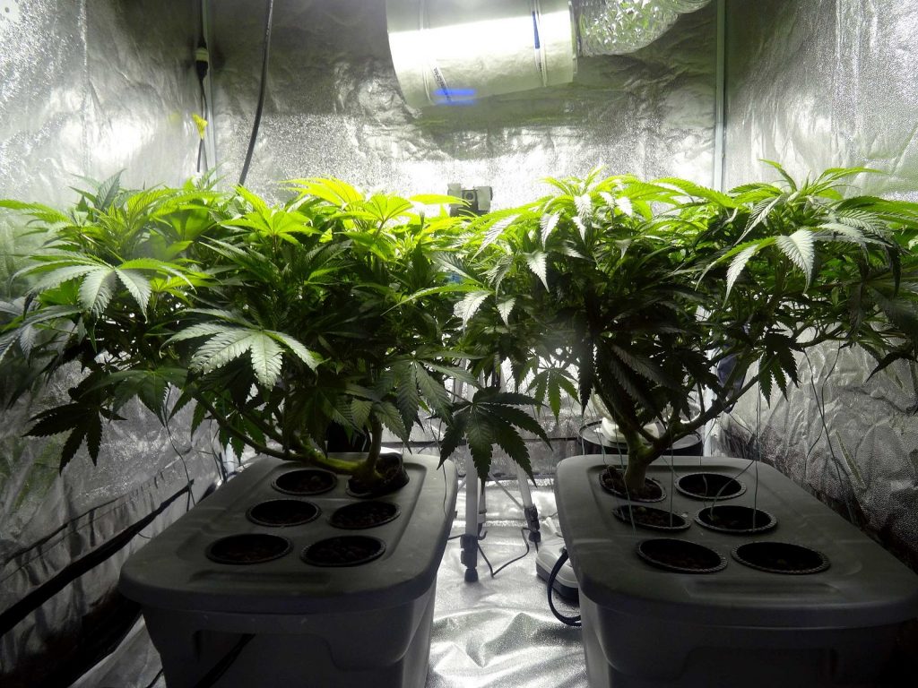 Indoor_cannabis_plants