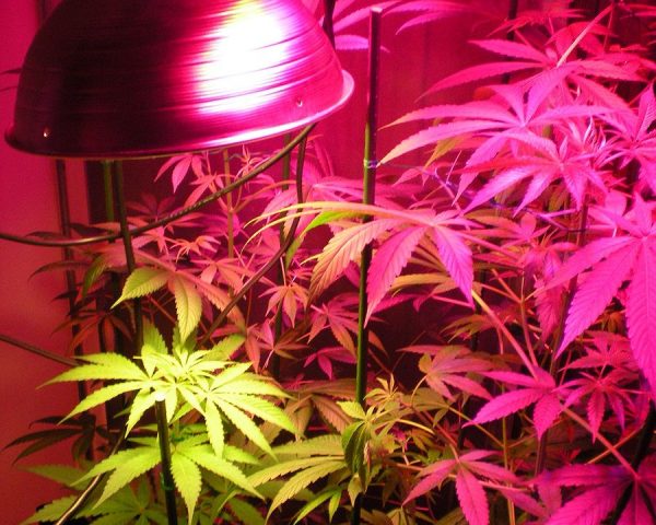 ndoor_hybrid_medical_cannabis_Growing