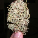 Sativa-Blue_Dream