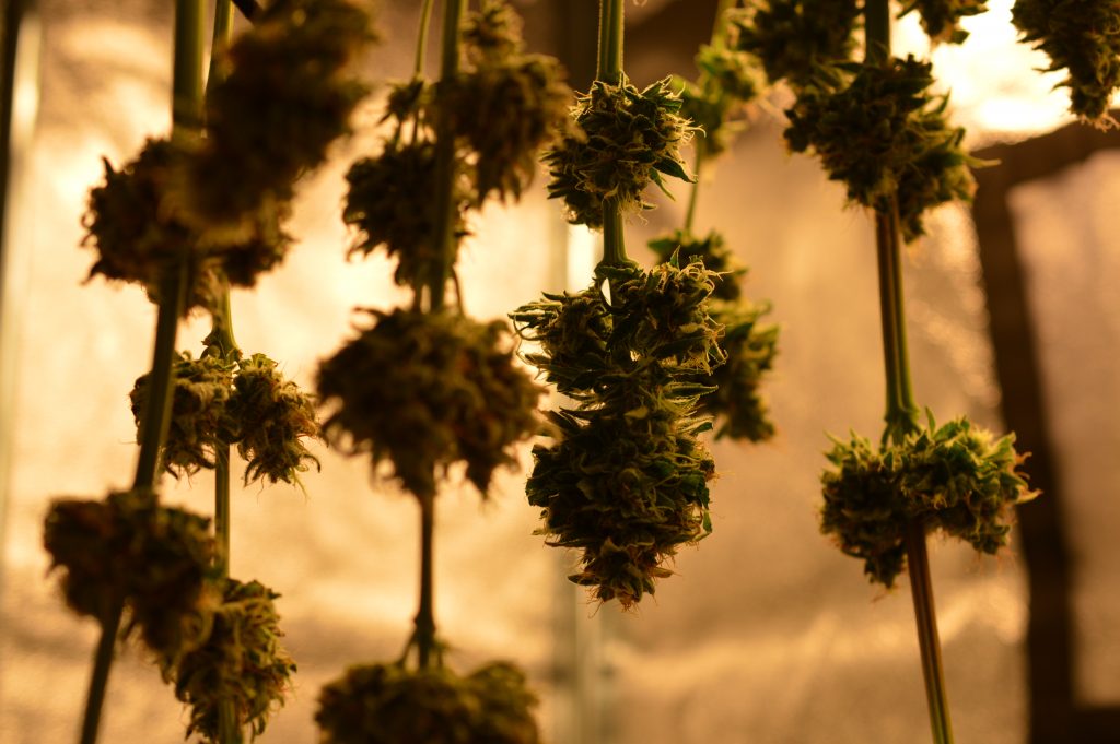 Cannabis_Drying_the_weed_