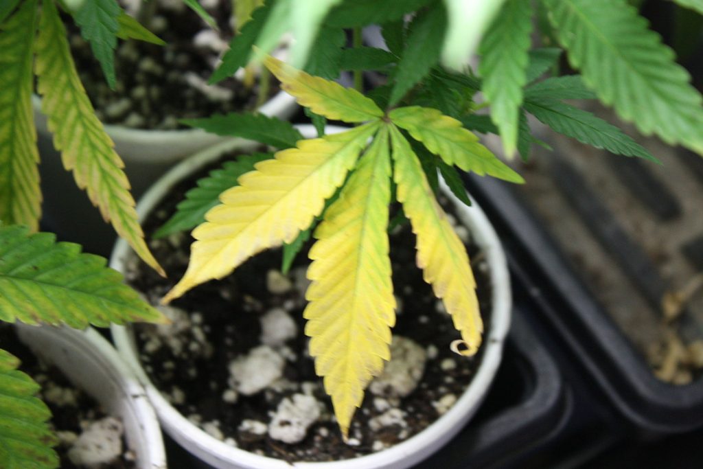 Cannabis_Nutrient_Deficiency