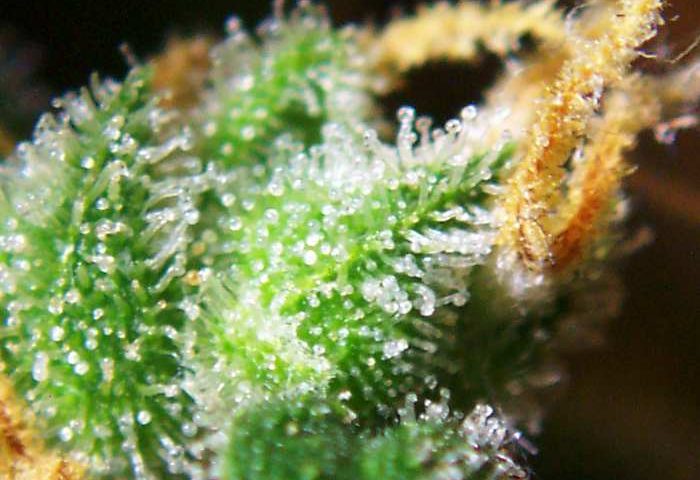 Cannabis_female_flowers_close-up