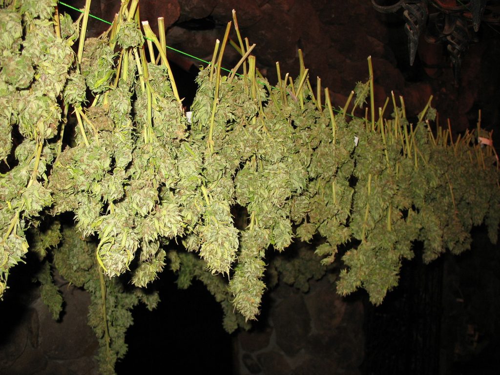 -Drying_Cannabis_Buds