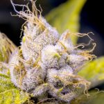 Kush-trichome-closeup