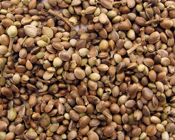marijuana seeds