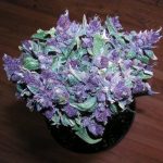 Purple_Haze_(Cannabis)