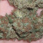 _Skywalker_OG