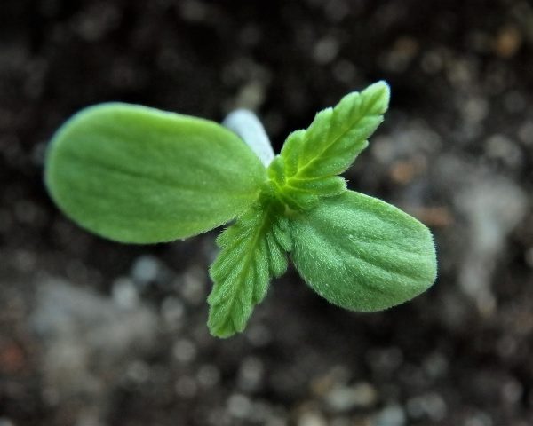 cannabis first leaves cannabis first leaves