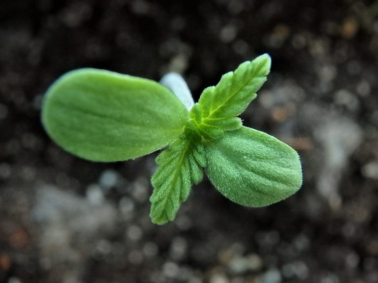 cannabis first leaves