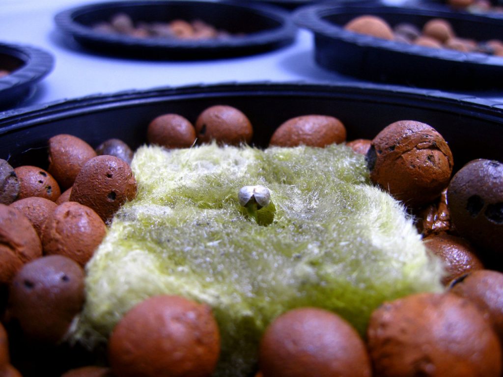 cannabis germination