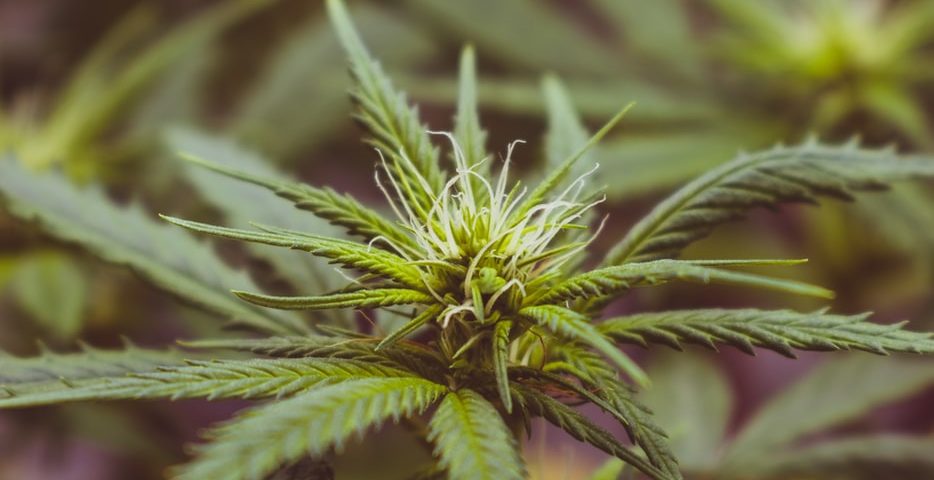 close up cannabis flowers