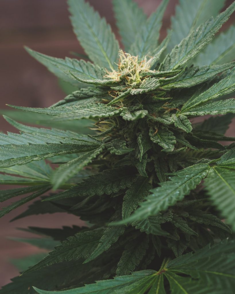 close up of top of marijuana plant