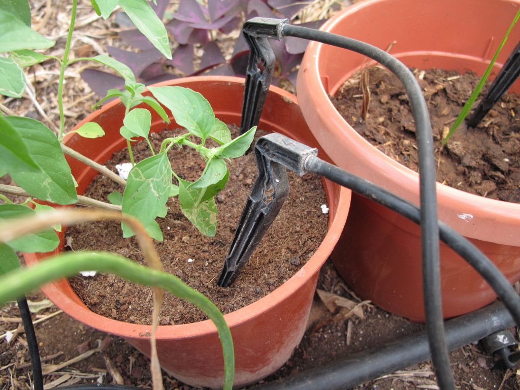 drip_irrigation_at_work
