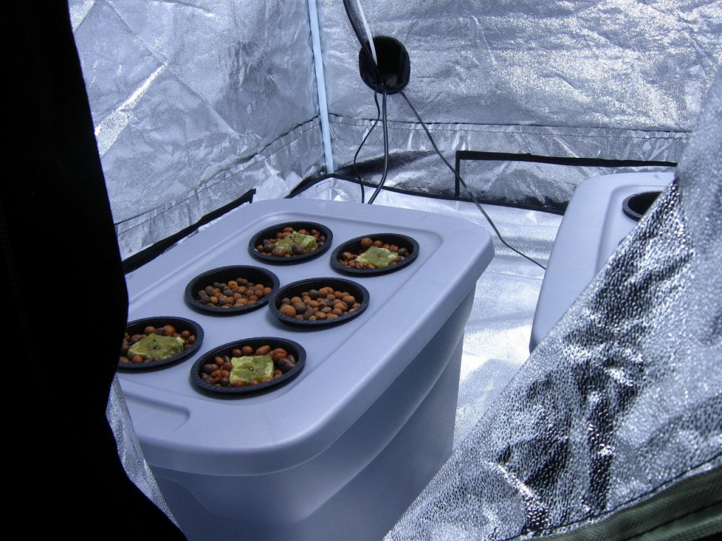 hydroponic-cannabis-indoor