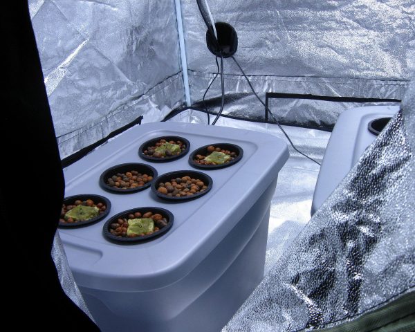 hydroponic-cannabis-indoor