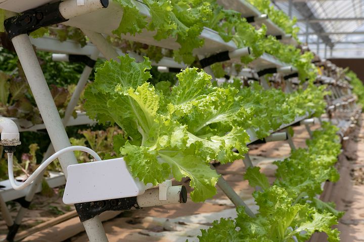 hydroponics-lettace
