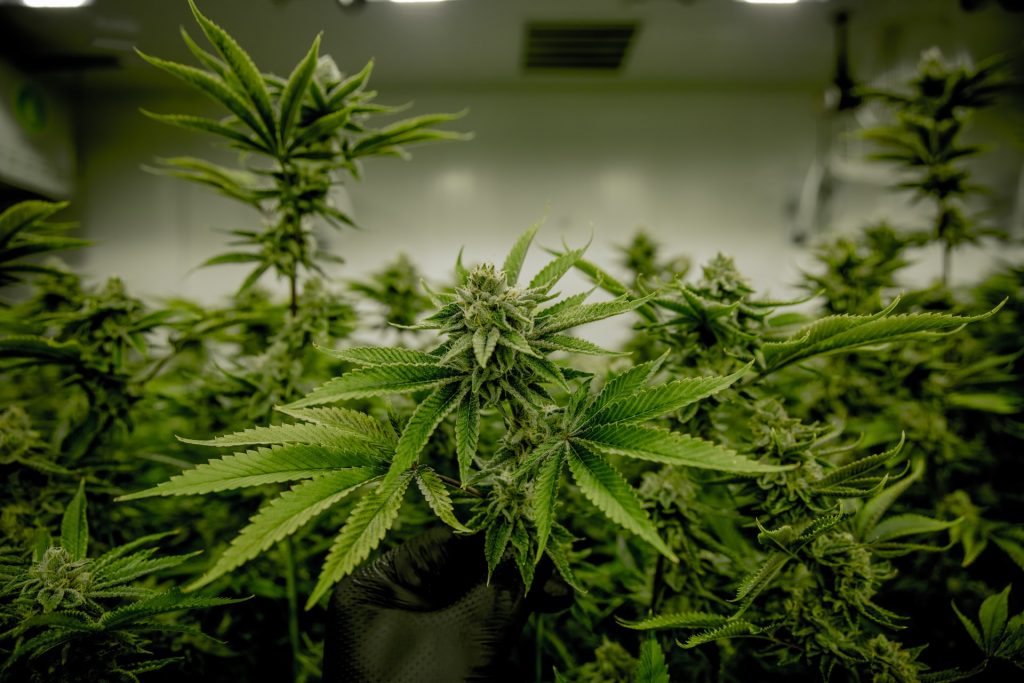 indoor marijuana