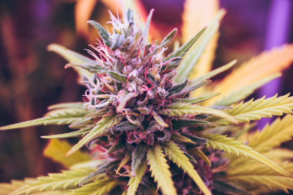 purple cannabis flowers