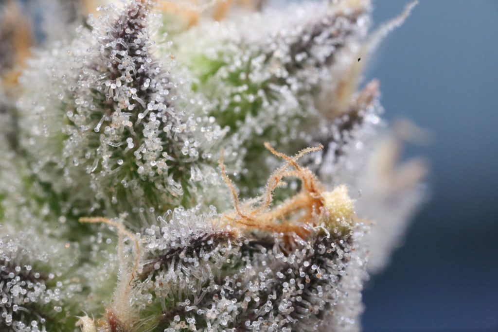 trichomes