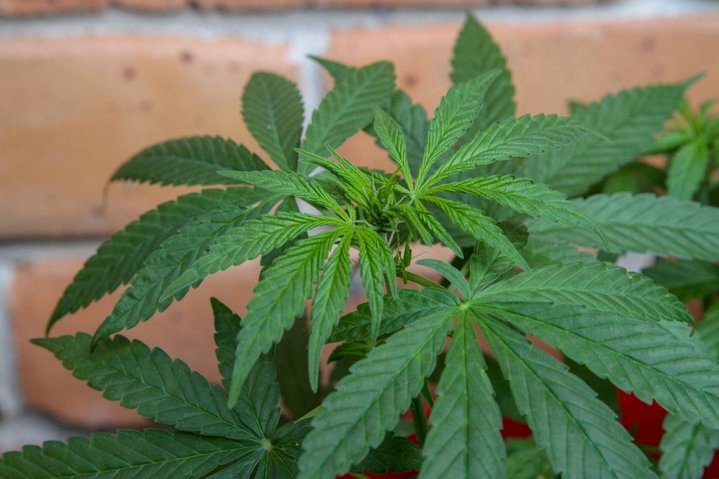 marijuana-in front of wall