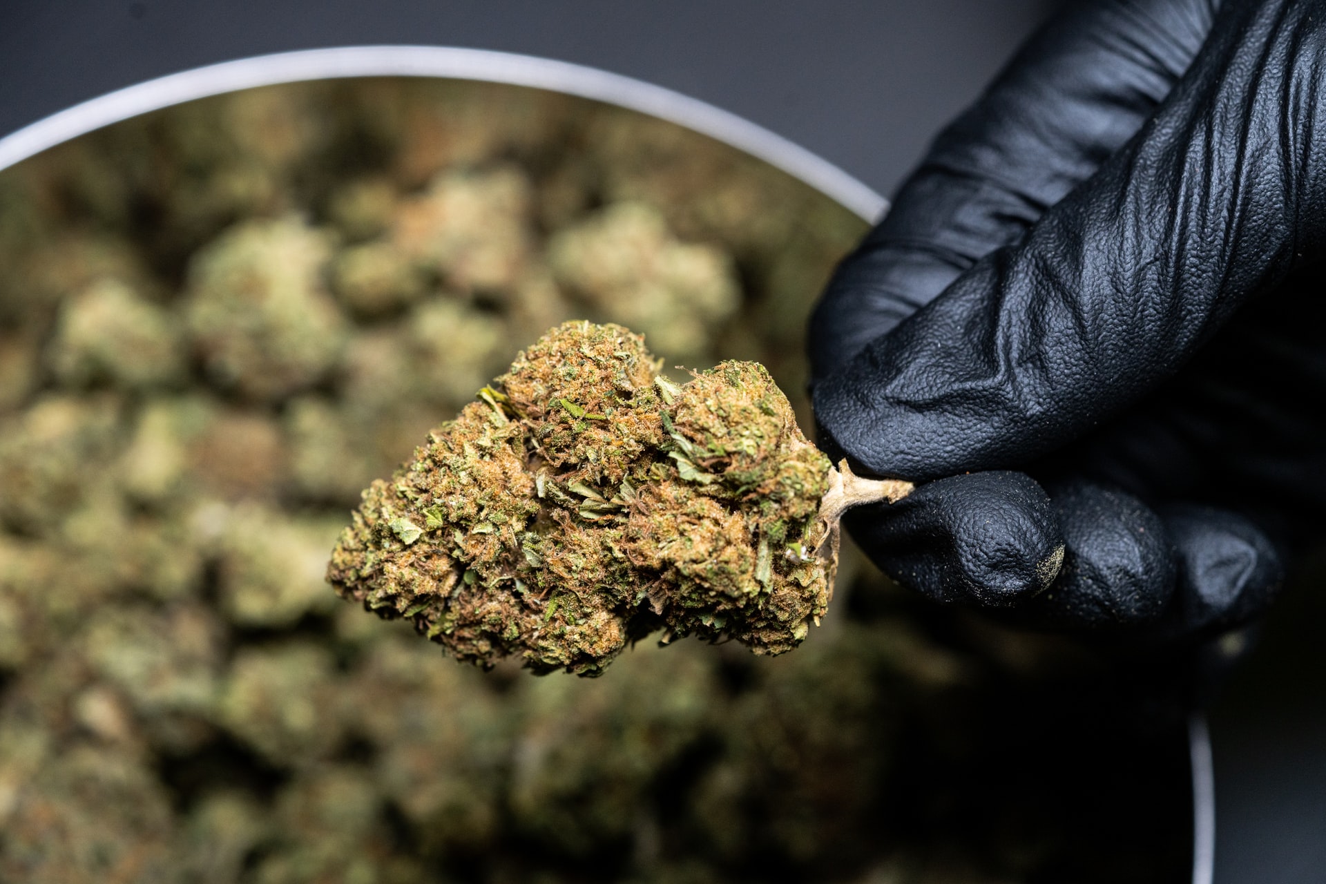 cannabis bud being picked up with black glove