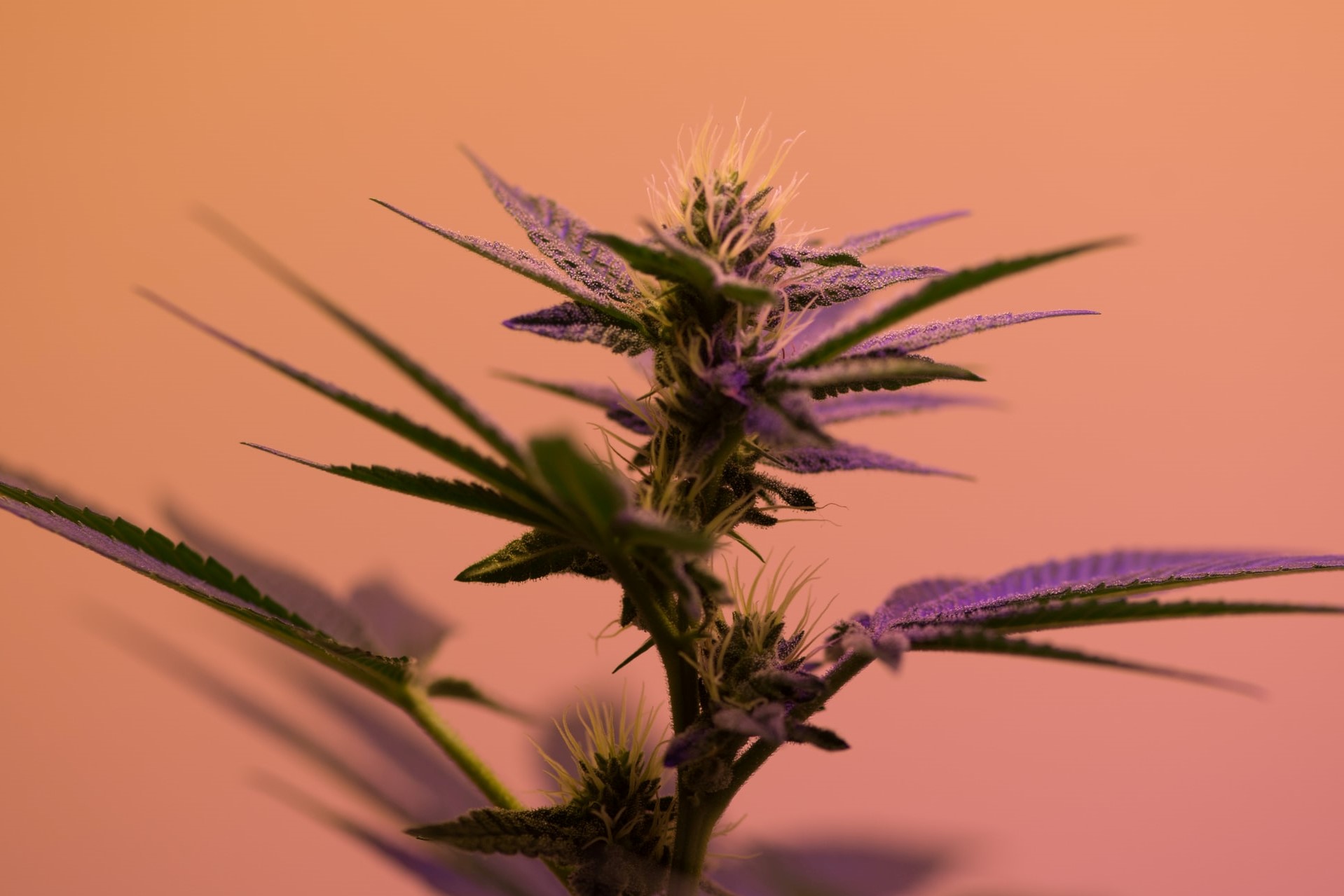 cannabis flower with orange backdrop