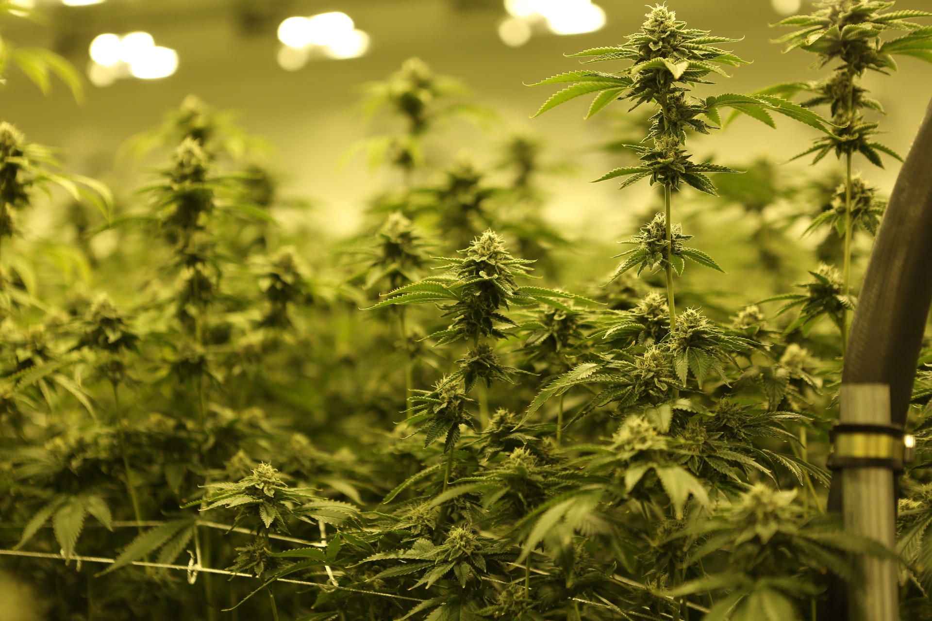 cannabis growing under yellow light