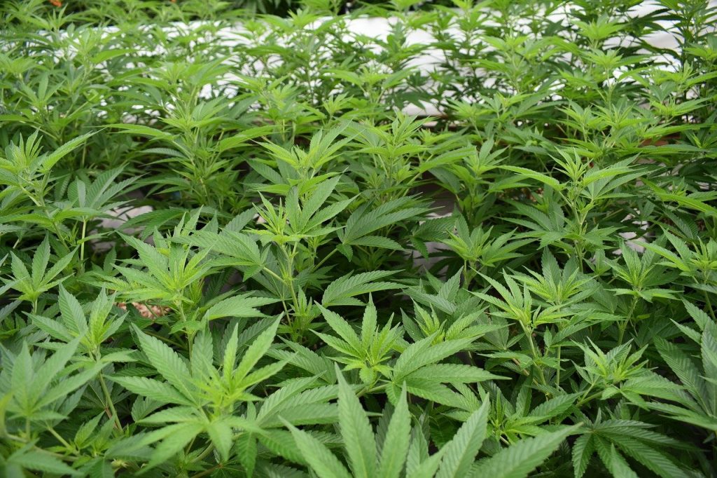 cannabis leaves