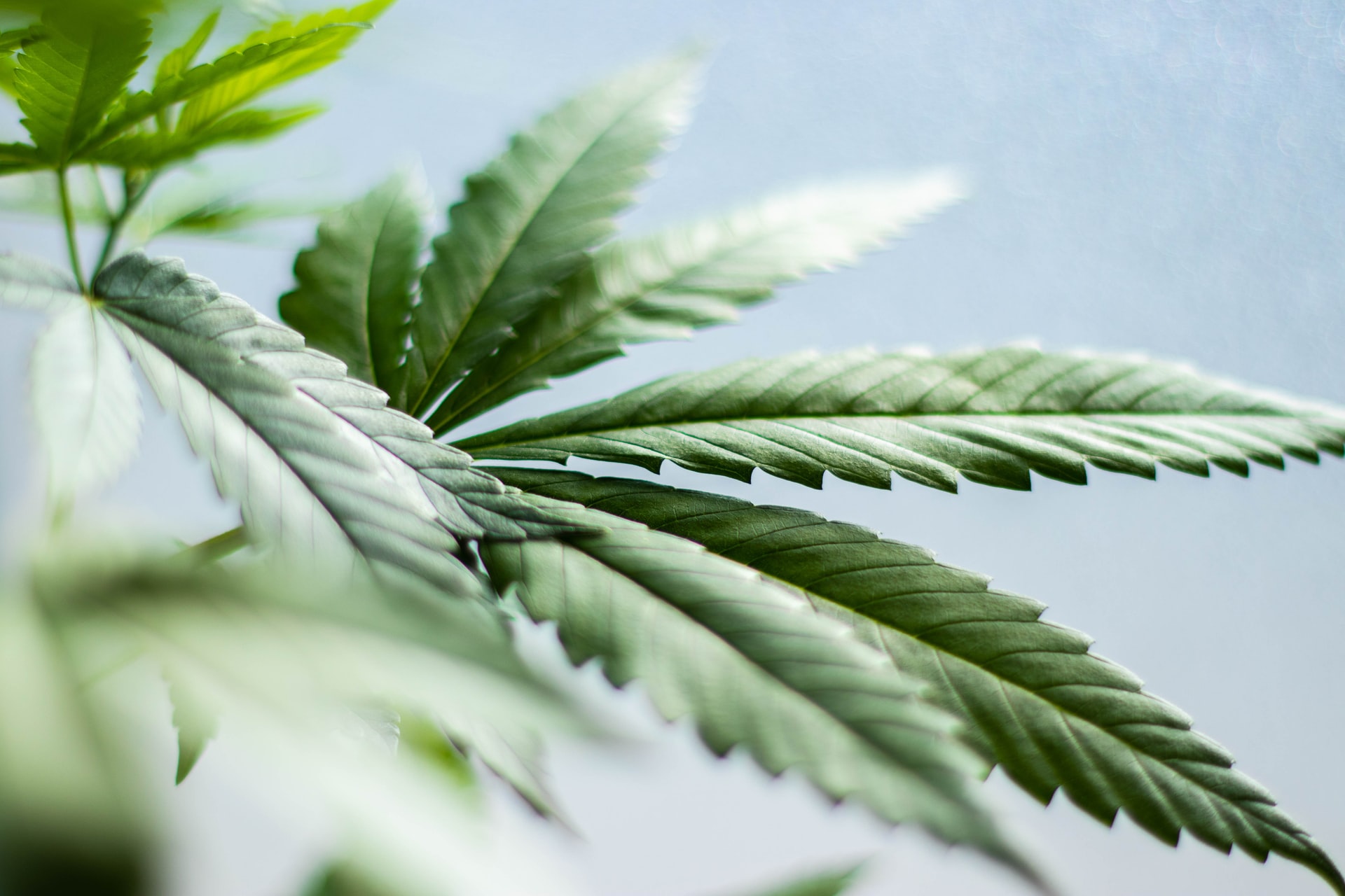 cannabis leaves on blue background