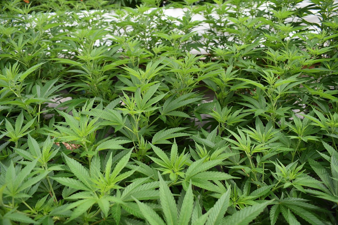 cannabis leaves